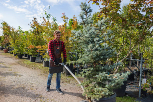 Best Commercial Tree Services  in Williamsport, PA